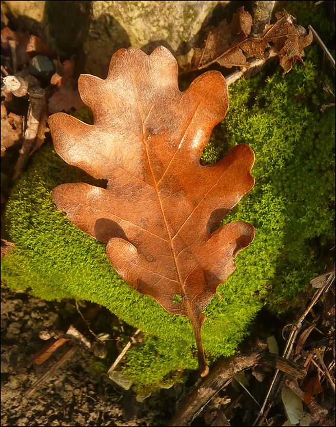 Image of Quercus pubescens specimen.