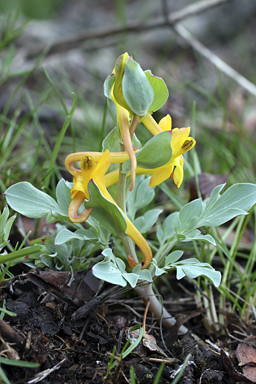 Изображение особи Corydalis sewerzowii.