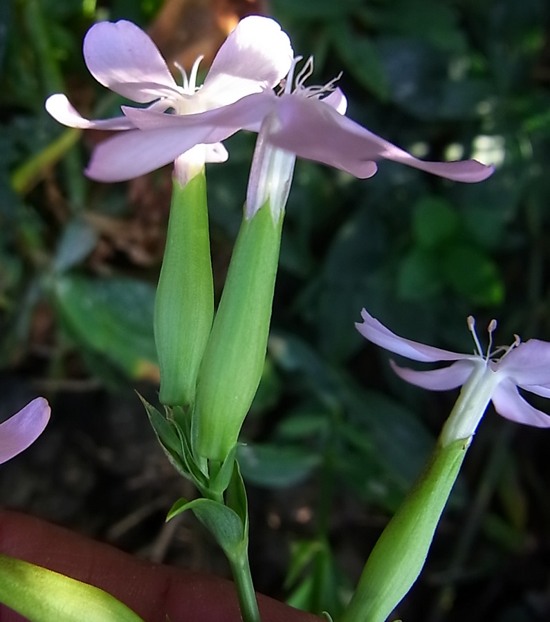 Image of Saponaria officinalis specimen.