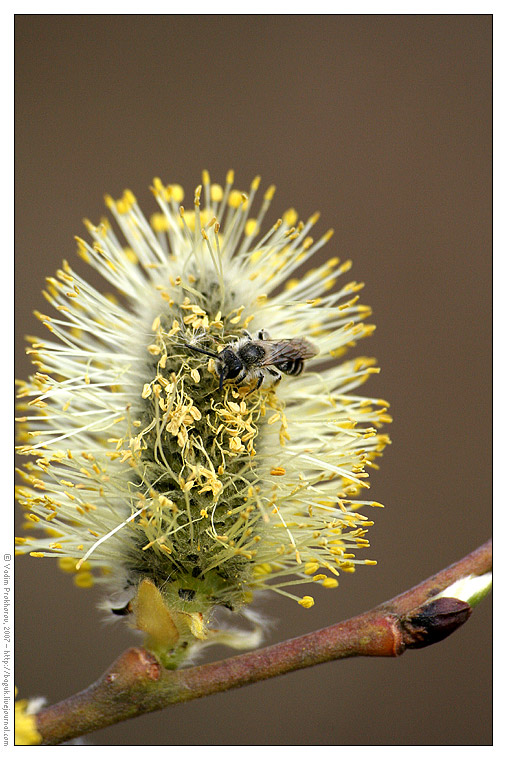 Image of Salix gmelinii specimen.