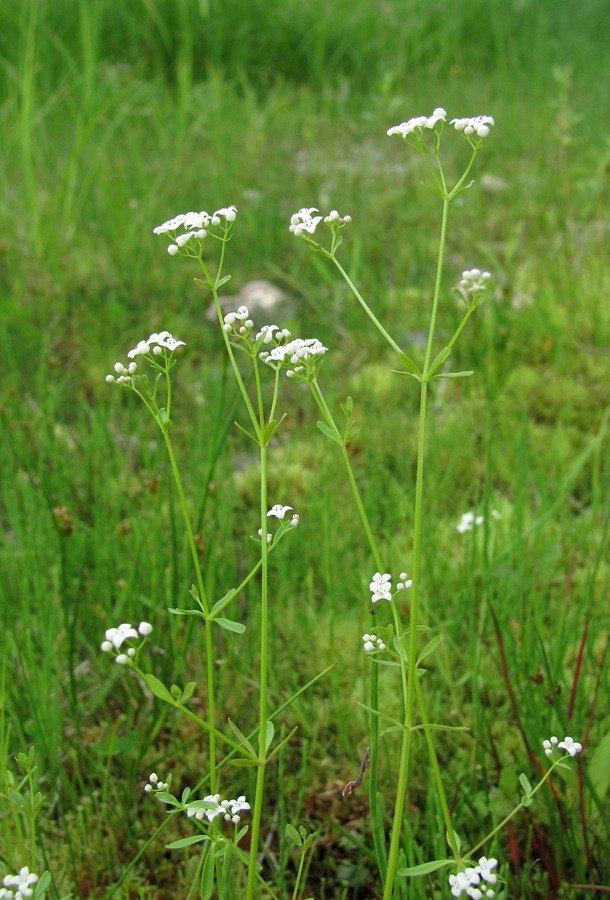 Image of Galium palustre specimen.