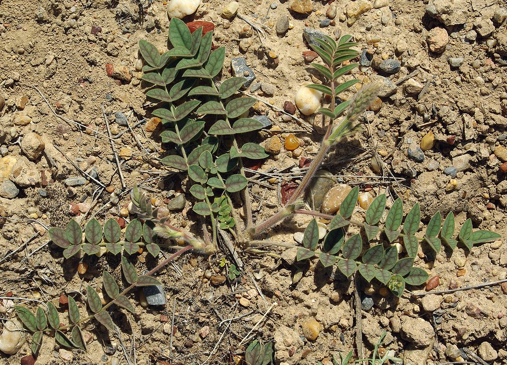 Image of Onobrychis chorassanica specimen.