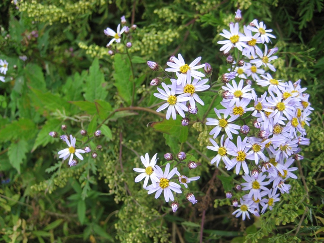 Image of Aster ageratoides specimen.