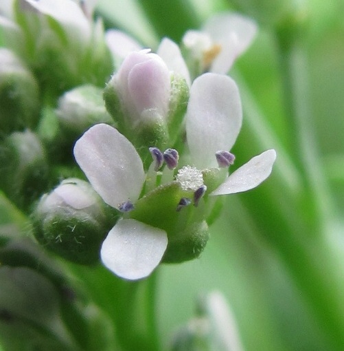 Изображение особи Lepidium sativum.