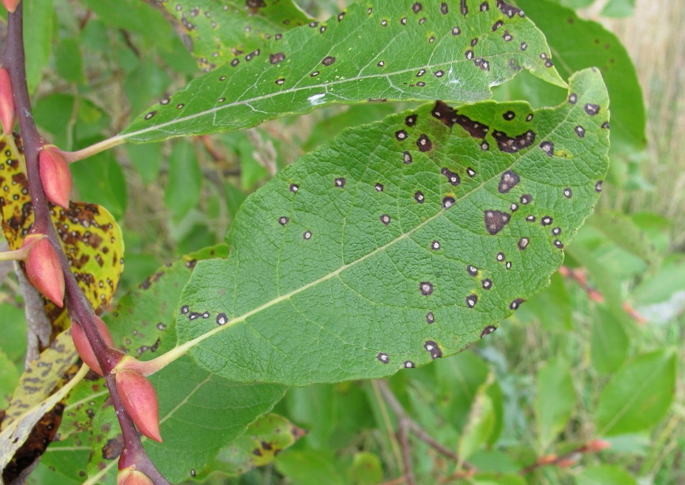 Изображение особи Salix caprea.