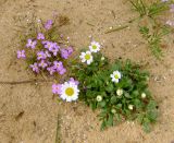 Malcolmia pulchella. Цветущее и плодоносящее растение (справа - Anthemis leucanthemifolia). Израиль, Шарон, г. Герцлия, высокий берег Средиземного моря. 05.03.2009.