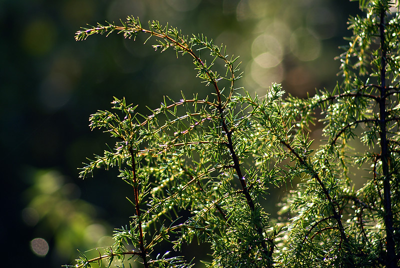 Изображение особи Juniperus communis.