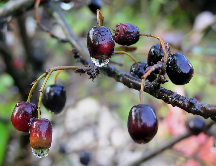 Изображение особи Cotoneaster melanocarpus.