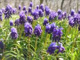 Muscari neglectum