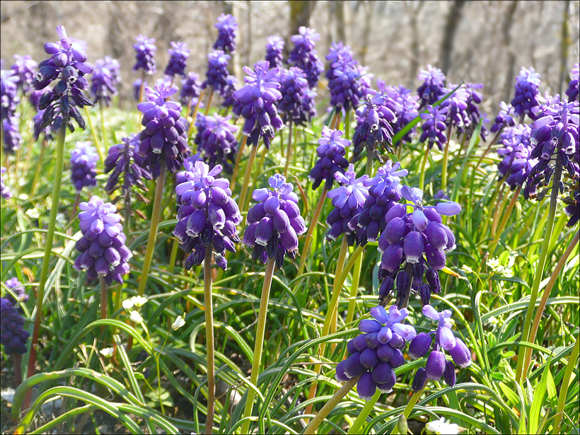 Изображение особи Muscari neglectum.