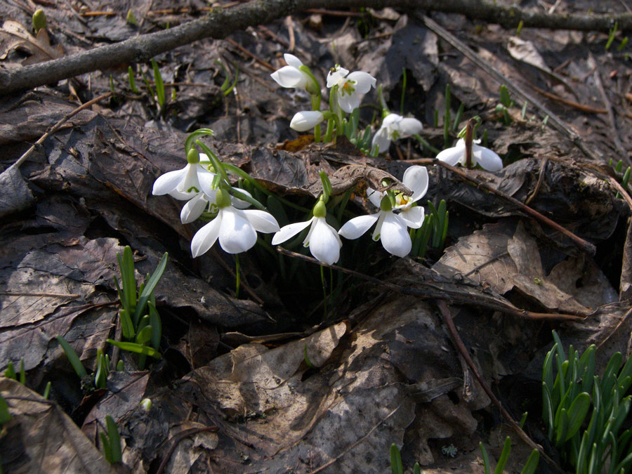 Изображение особи Galanthus angustifolius.