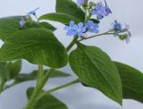 Brunnera macrophylla