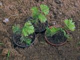 Metasequoia glyptostroboides