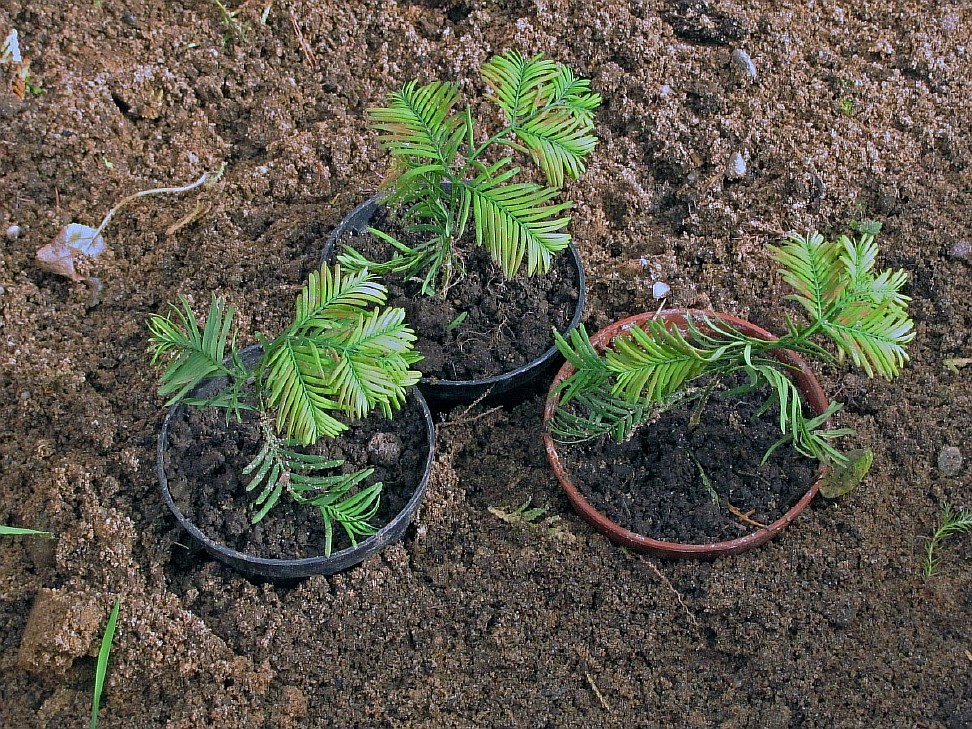 Image of Metasequoia glyptostroboides specimen.