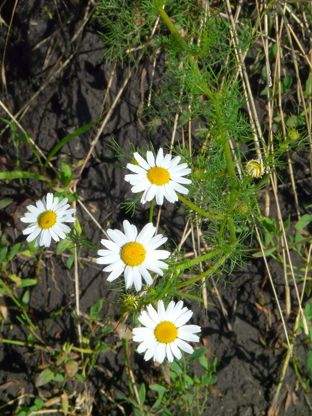 Изображение особи Tripleurospermum inodorum.