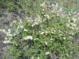 Spiraea hypericifolia. Цветущее растение. Оренбургская обл., Губерлинские горы, долина р. Киндерля, кустарниковая степь.18.05.2011.