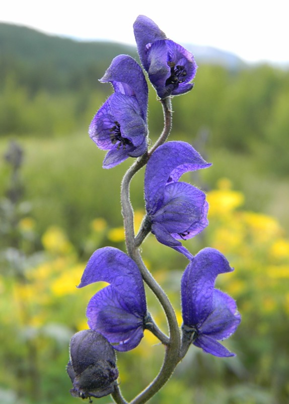 Image of Aconitum altaicum specimen.