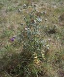 Cirsium polonicum