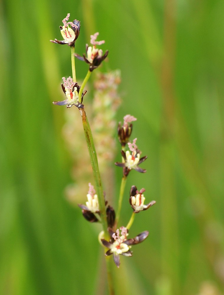 Изображение особи Juncus atrofuscus.