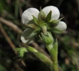 Fragaria viridis