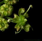 Heracleum sibiricum