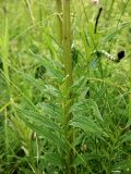 Valeriana officinalis. Нижняя часть стебля и листья. Смоленская обл., Смоленский р-н, окр. пос. Каспля, зарастающее болото. 08.07.2011.