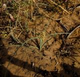 Cyperus capitatus. Цветущее растение. Израиль, Шарон, г. Герцлия, травостой на песчаной почве. 08.04.2012.