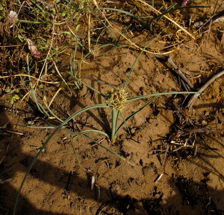 Изображение особи Cyperus capitatus.