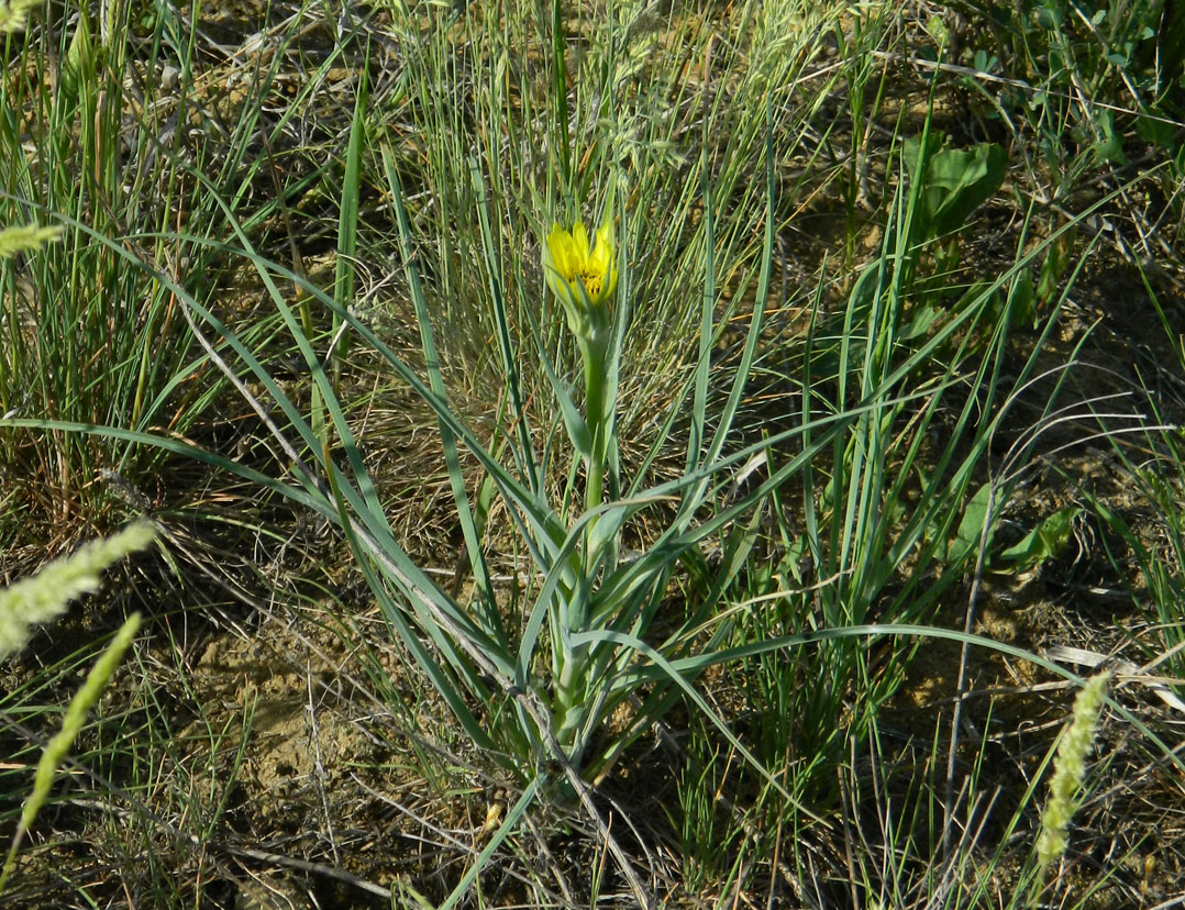 Изображение особи Tragopogon dubius ssp. major.