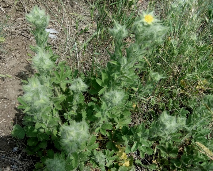 Изображение особи Potentilla callieri.