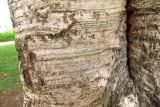 Ficus microcarpa