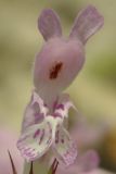 Lamium glaberrimum