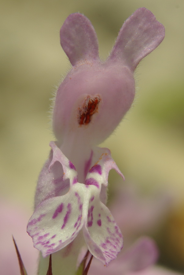 Изображение особи Lamium glaberrimum.