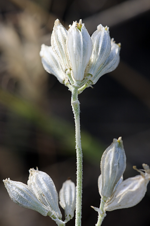 Изображение особи Silene brahuica.