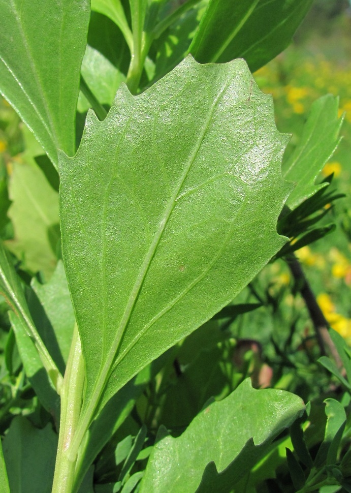 Image of Baccharis halimifolia specimen.