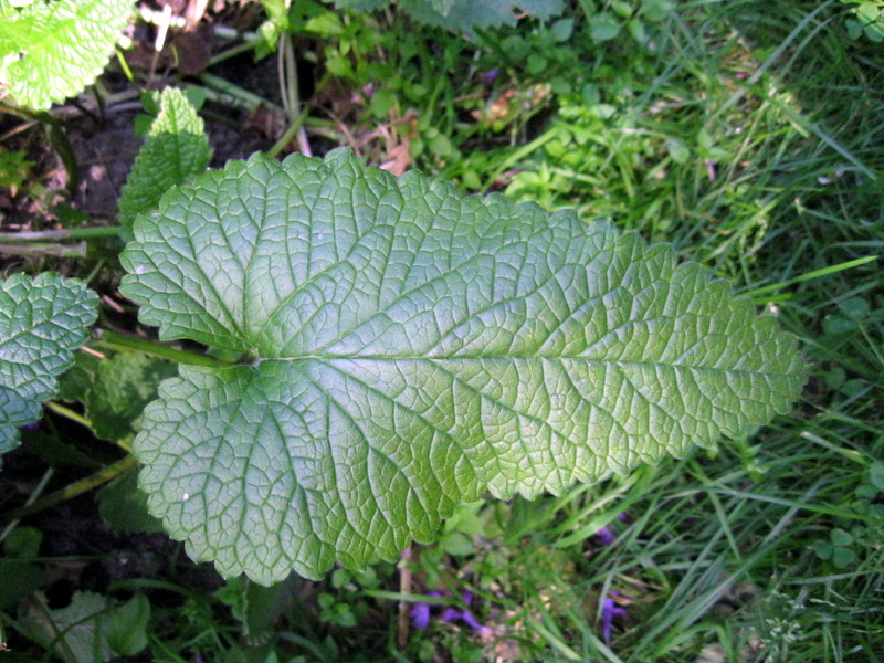 Изображение особи Betonica macrantha.