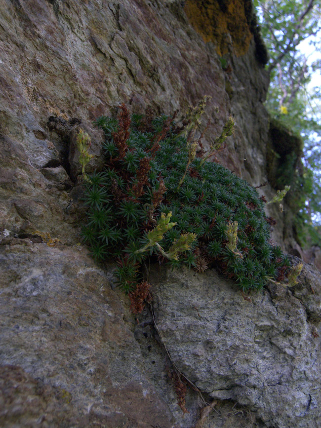 Image of Saxifraga juniperifolia specimen.