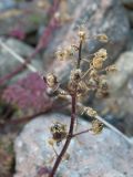 Scrophularia olgae