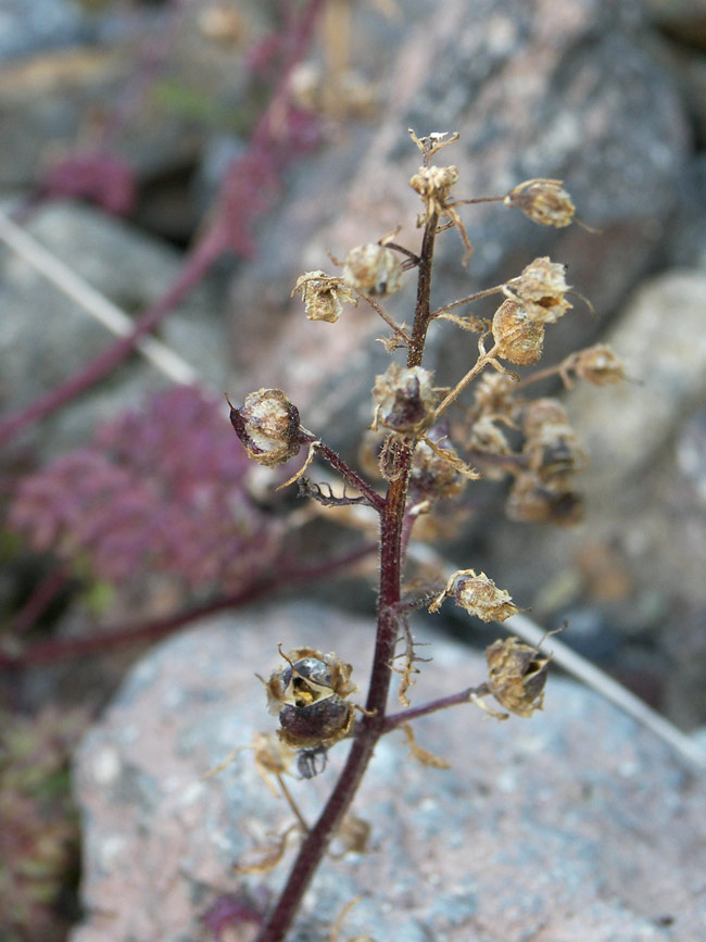 Изображение особи Scrophularia olgae.