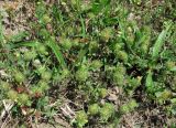 Trifolium lappaceum. Плодоносящие растения. Абхазия, Гагрский р-н, луг. 13.06.2012.
