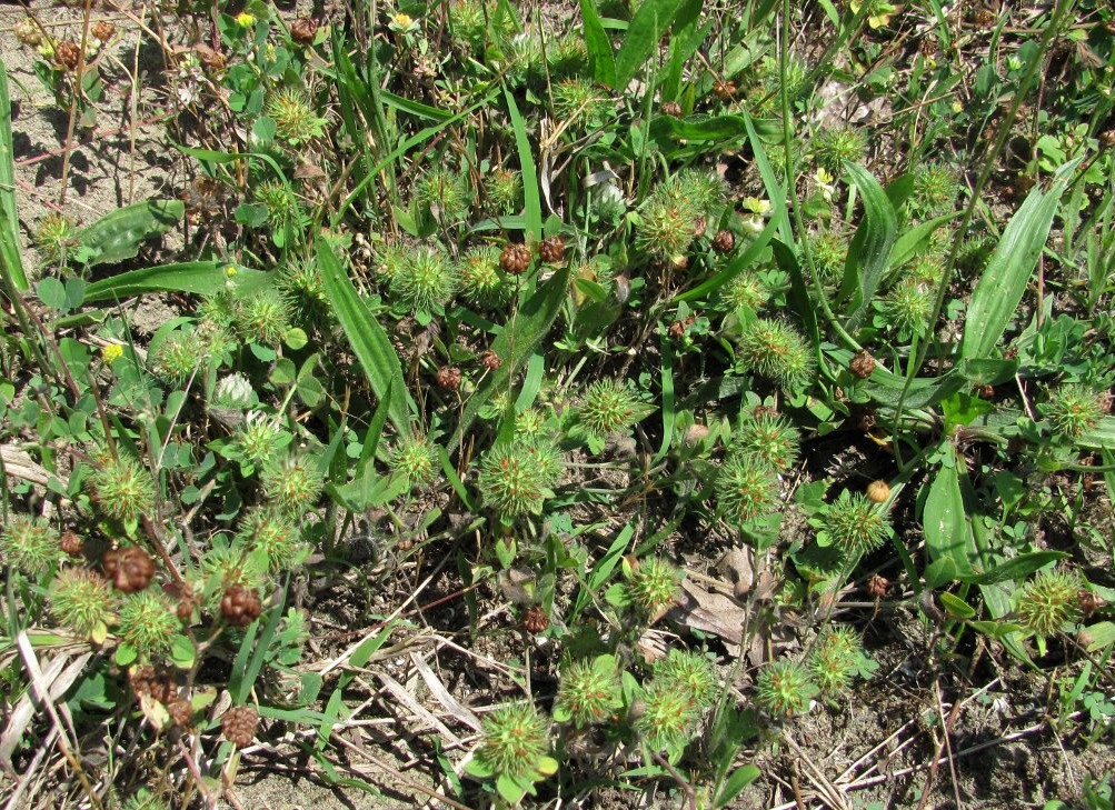 Изображение особи Trifolium lappaceum.