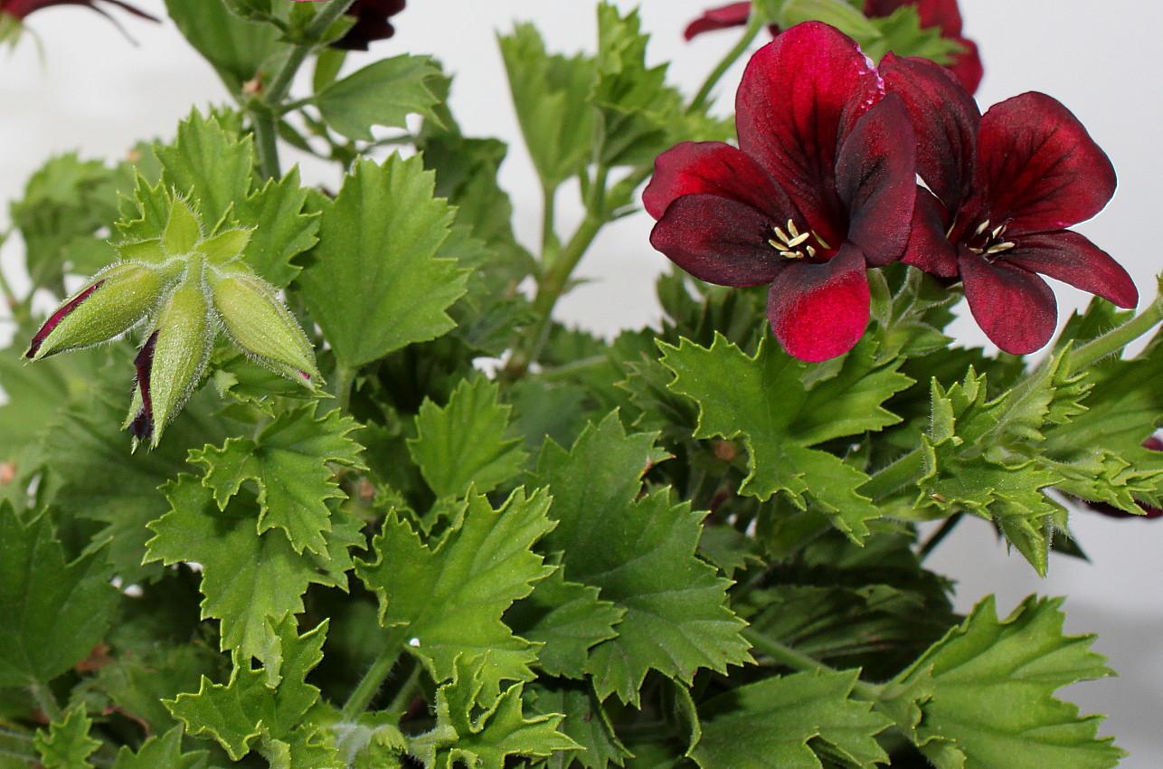 Image of Pelargonium &times; domesticum specimen.