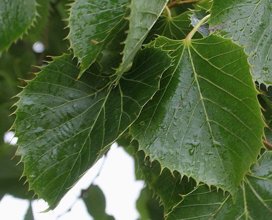 Image of Tilia henryana specimen.