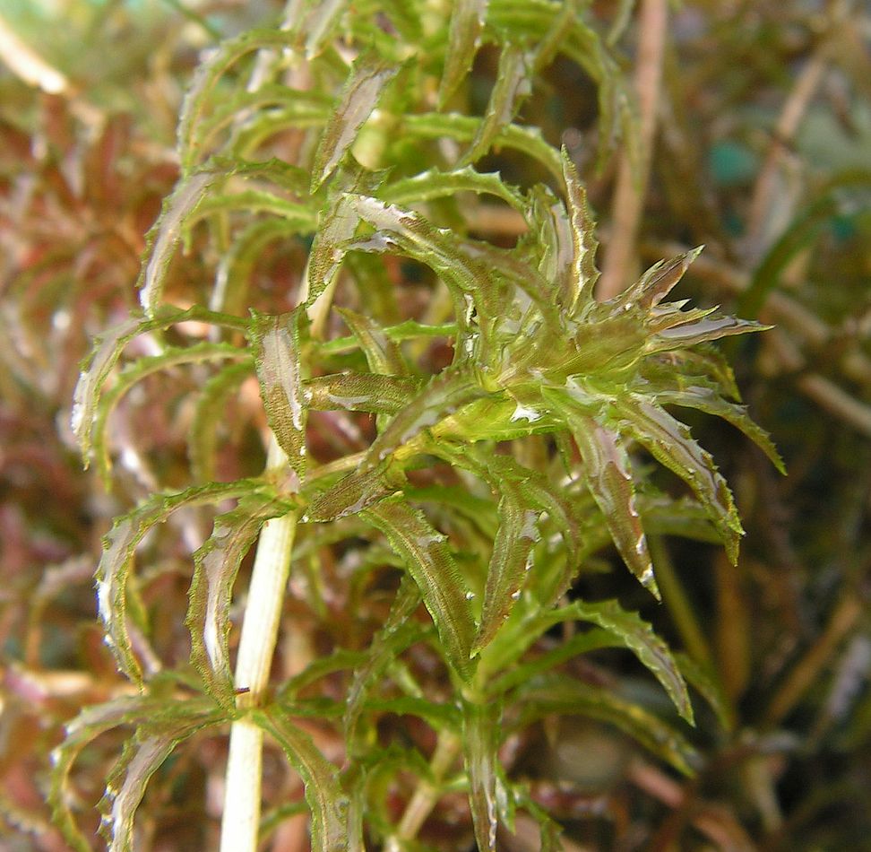 Image of Hydrilla verticillata specimen.