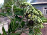 Sorbus sibirica