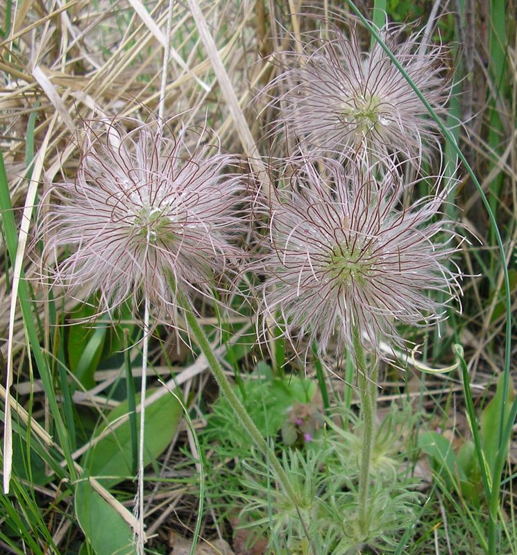 Изображение особи Pulsatilla bohemica.