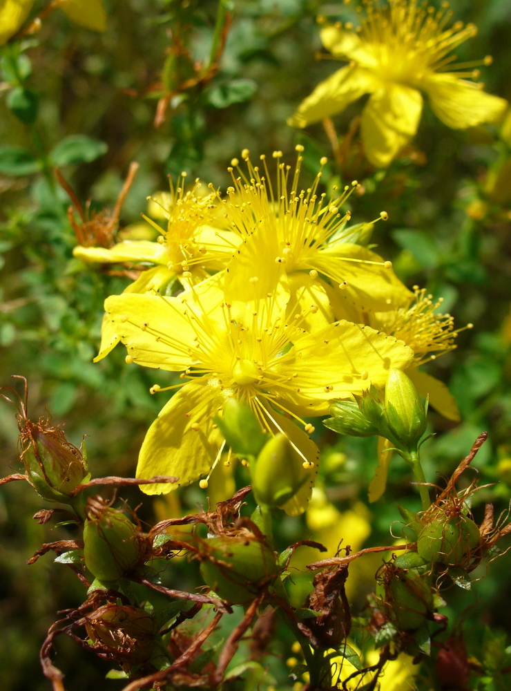 Изображение особи Hypericum perforatum.