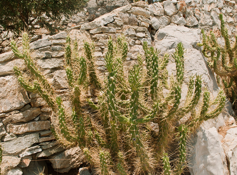 Изображение особи Austrocylindropuntia subulata.