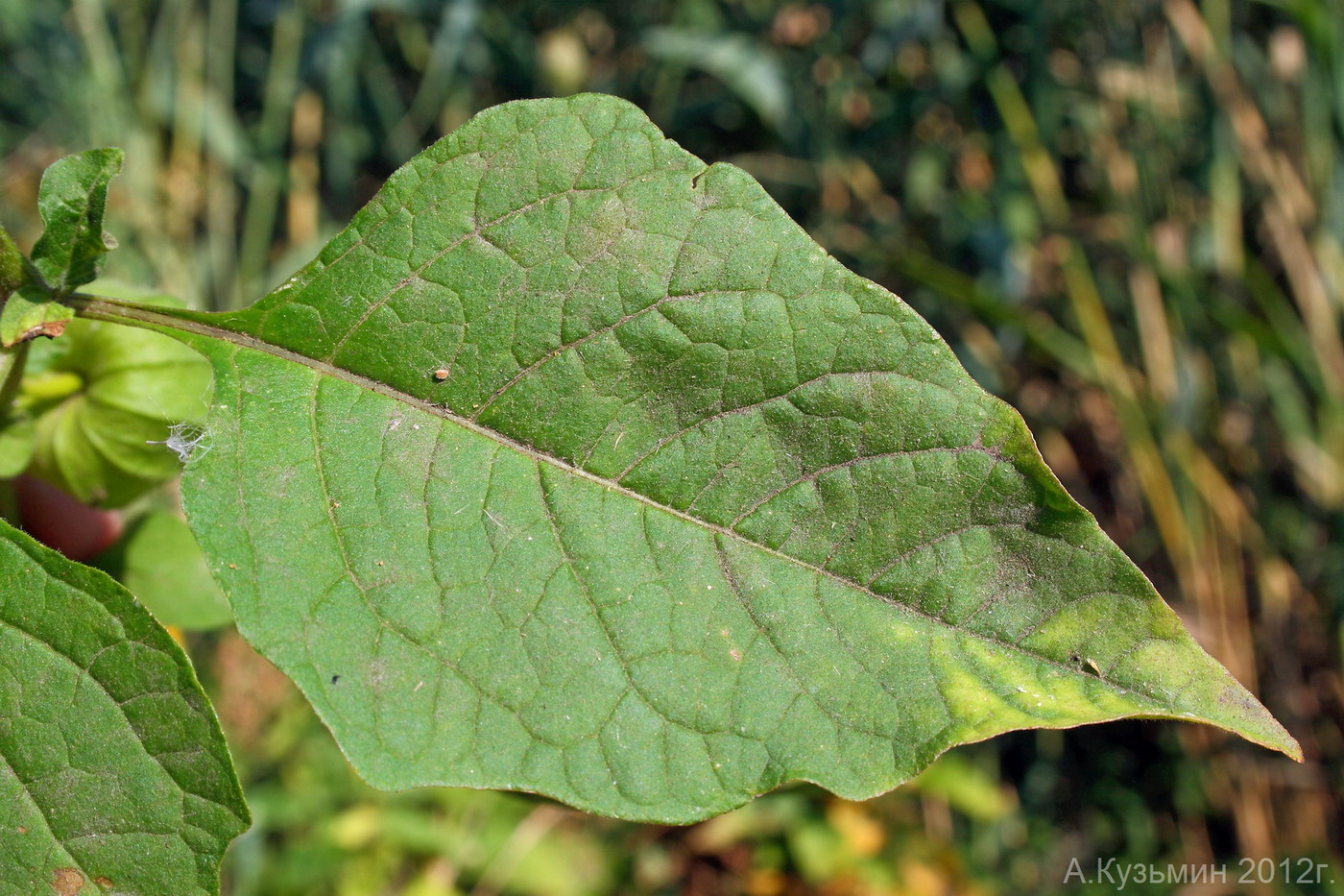 Image of Alkekengi officinarum specimen.