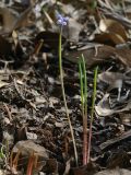 Muscari parviflorum. Цветущее растение. Israel, Lower Galilee, Ya'ar Lavi. 24.11.2011.